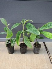 Eriobotrya japonica - ,