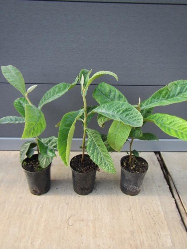 Eriobotrya japonica - ,