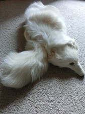 Echte  Silberfuchs Pelzstola