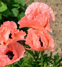 Türkischer Mohn Helen