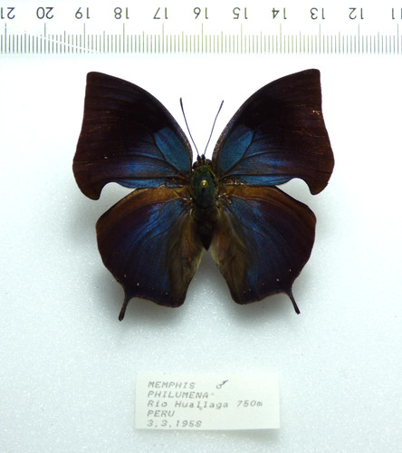 Entomologie schmetterling - entomologie,,