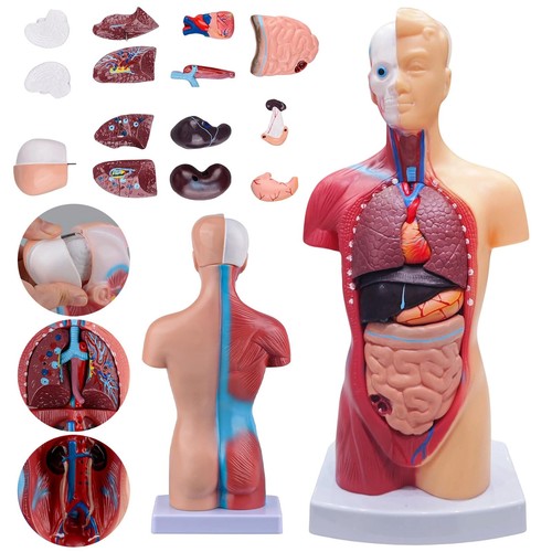Körpermodell torso anatomie - körpermodell,