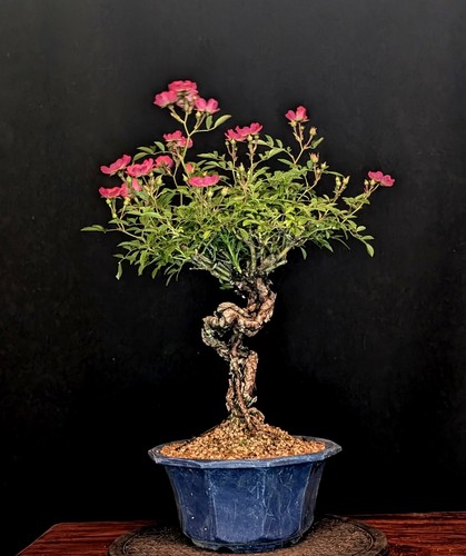 Bonsai japanische zwergrose - japanische,
