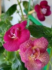 Pretty Imported Achimenes