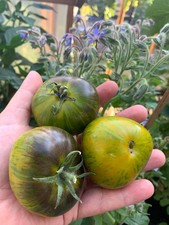 Tomatensamen ? Tomate XANADU GREEN GODDESS ? - bunt & süß