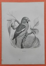 Kernbeißer coccothraustes - kernbeißer,