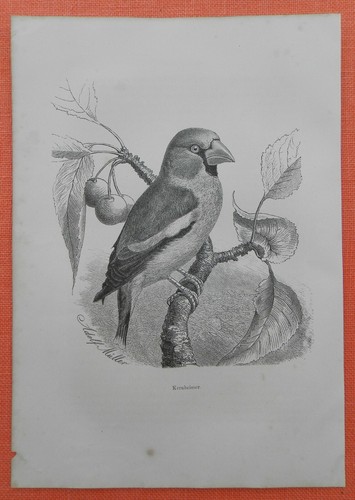 Kernbeißer coccothraustes - kernbeißer,