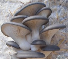 Blue Oyster Mushroom Liquid Culture ?? Taubenblauerseitling Pilz Flüssigkultur