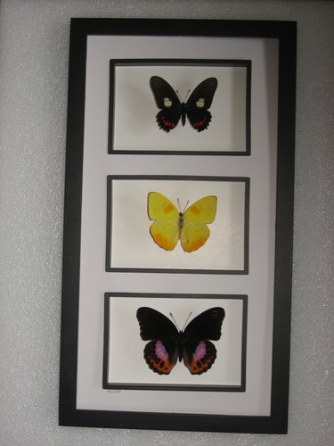 Schmetterlinge im - 3,