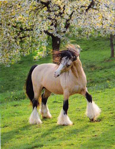 Pferd horse postcard - *,