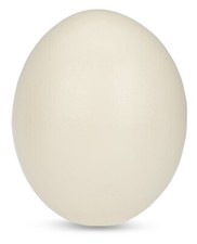 NaDeco Straußenei Natur 1A Qualität | Straussenei vom afrikanischen Strauß | Str