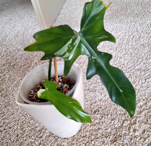 Philodendron golden dragon - golden,