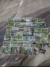 50 Zigarettenbilder Vögel  4