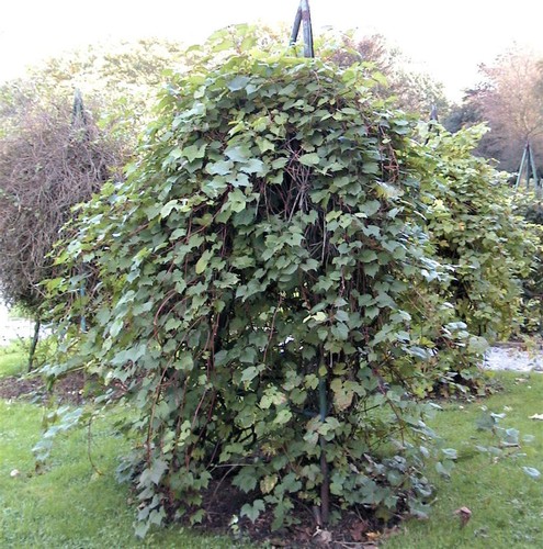 Wilder wein 80cm - wilder,
