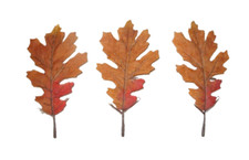 (0,56€/Stk.) 16x  Deko