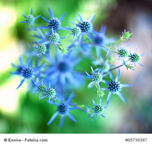Wunderschöne blaue edeldistel - wunderschöne,