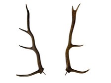 Hirschgeweih Abwurfstangen