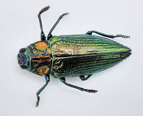 Buprestidae chrysodema - buprestidae,,