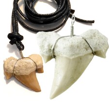 🦈 Echter fossiler