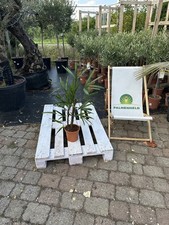 Rhapis excelsa 70–90cm