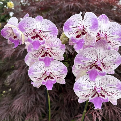 Phaleanopsis big lip - phaleanopsis,