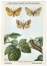 Künstler-AK Schmetterlinge /