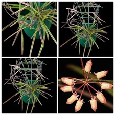 Hoya Insularis unbewurzelter  2 Blätter  Ableger