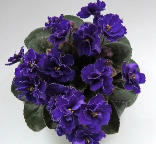 Ian african violet - nk-ian',