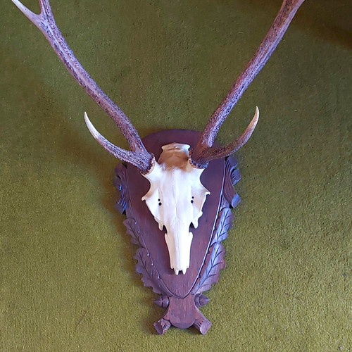 Jagdtrophäe hirsch geweih - hirsch-geweih, mit