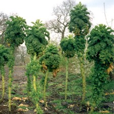Grünkohl Samen Ostfriesische Palme, Alte Landsorte, 50 Samen vom 30.06.2024