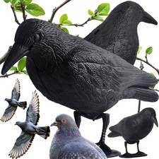 Taubenschreck Krähe Rabe