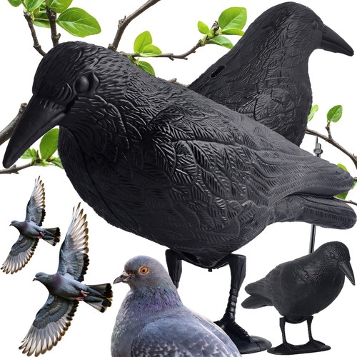 Taubenschreck krähe rabe - krähe,