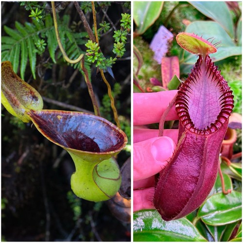 Nepenthes kannenpflanze - nepenthes,