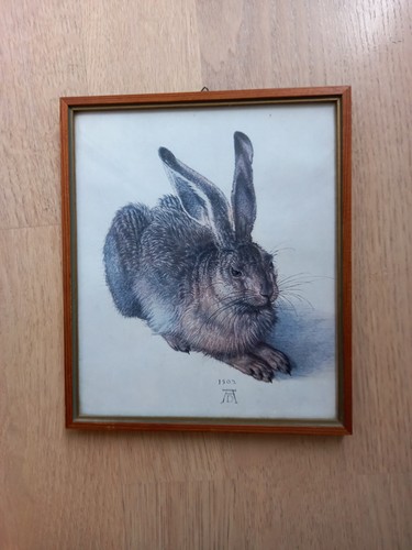 Albrecht dürer feldhase - albrecht,