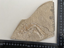 Urzeit Fossil Versteinerung