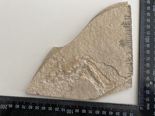 Urzeit fossil versteinerung - urzeit,