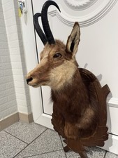 Gams Präparat Trophäe Jagd