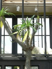 Pachypodium geayi 10 Samen