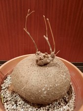 Gerrardanthus macrorrhizus XL