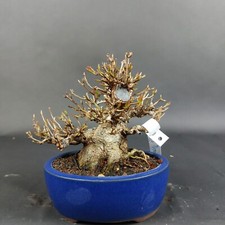 Bonsai - Dreispitzahorn, Acer