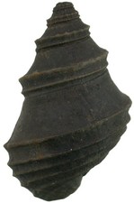 Dogger  Eucycloidea tenuistriata  Seltene Schnecke  Bou Dora Rabat Marokko  4516