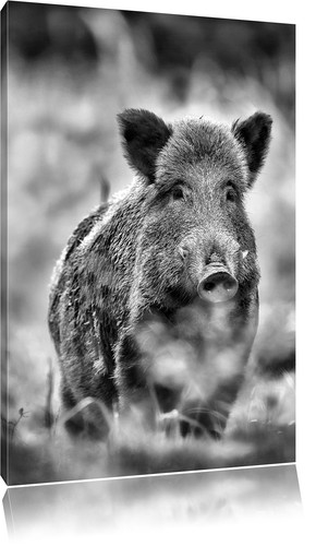 Wildschwein auf wiese - wildschwein,