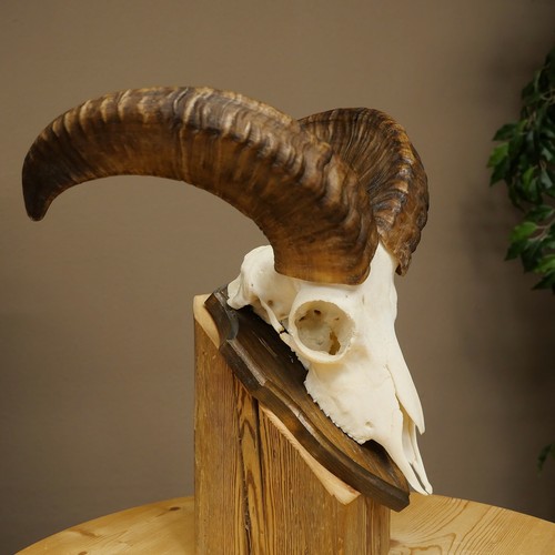 Mufflon - , (ovis