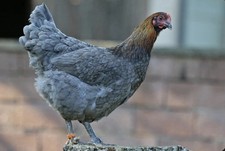 Bruteier Marans Blau u