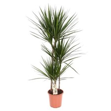 Dracaena marginata Ø21 cm –