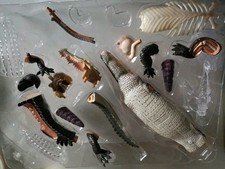 Revell X-ray Anatomy Model