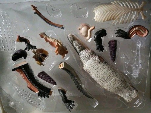 Revell ray anatomy model - revell,
