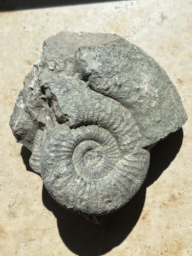 Ammonit versteinerung fossil - ammonit,