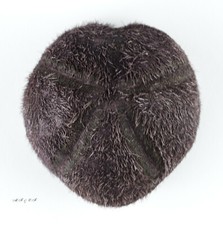 Seeigel, Sea urchin Pericosmus