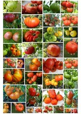 32 alte Sorten leckerer Fleischtomaten internationale Alte Sorten- zum auswählen